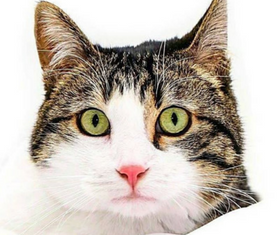 Read more about the article CoreCon 11 Charity: The Cat’s Cradle Shelter